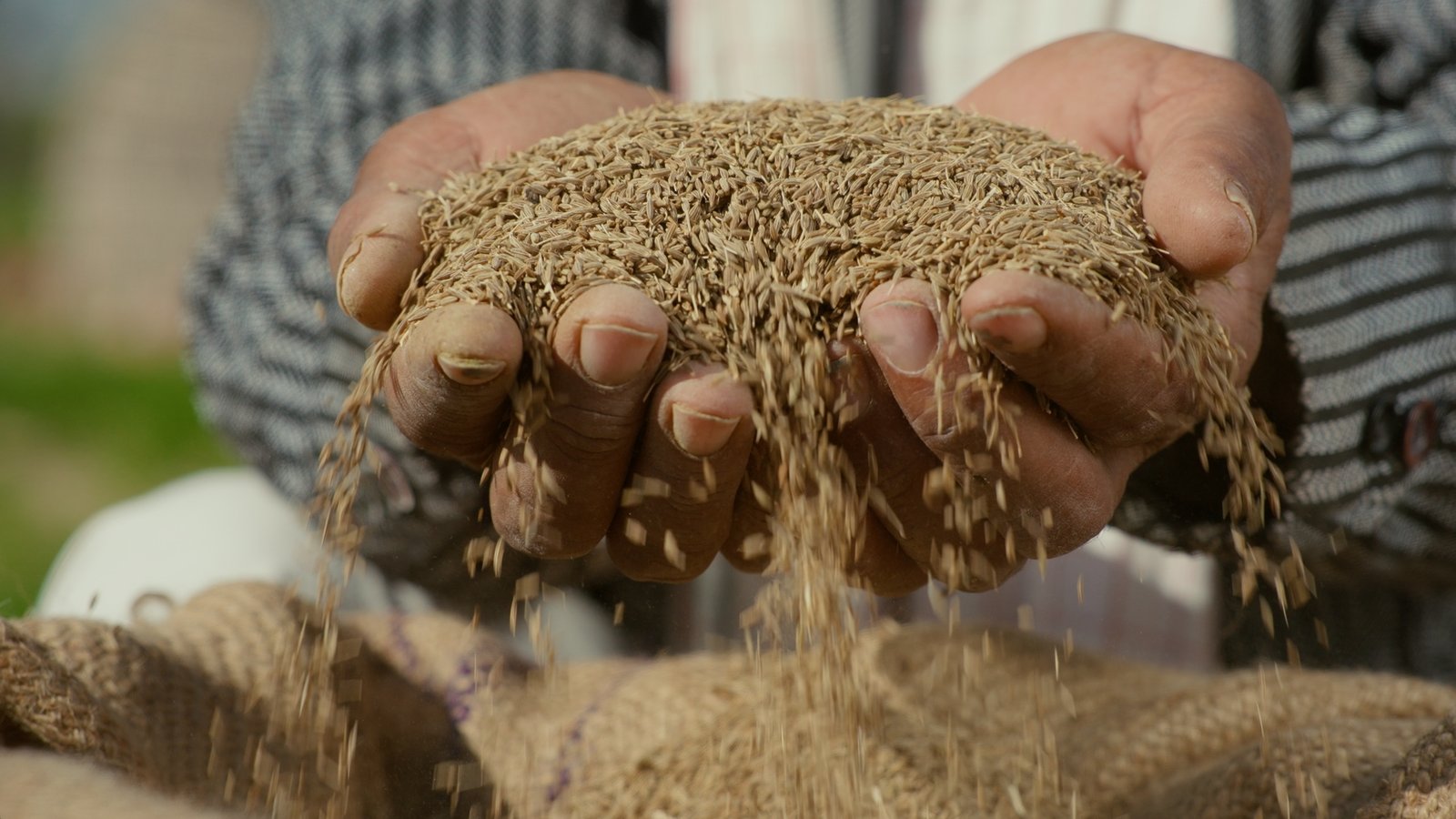 Rajasthan’s Black Gold: The Unique Story of Cumin Seeds from the Desert Heartland